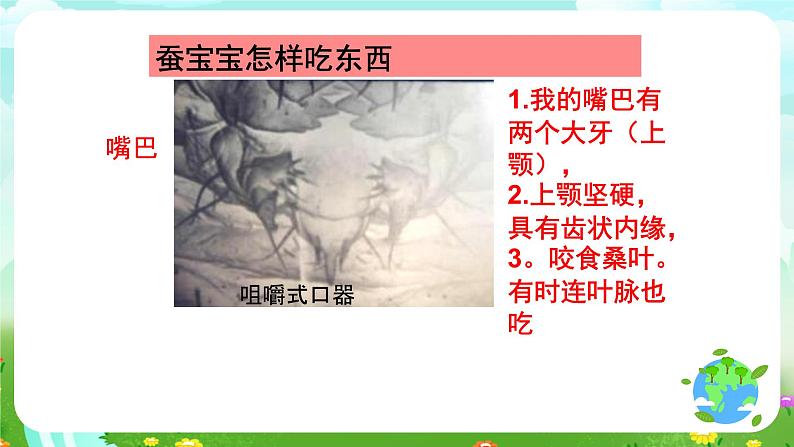 鄂教版科学三下7《可爱的蚕宝宝》课件第5页
