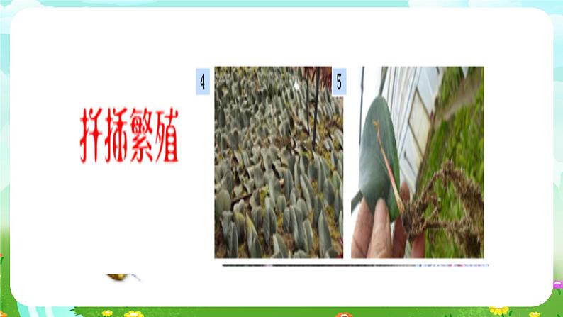 青岛版(五四制)科学五下1.5《生物繁殖新技术》课件第2页