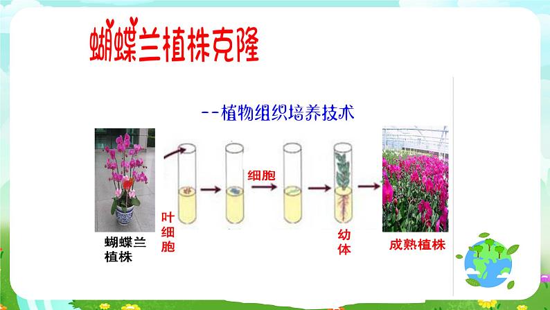 青岛版(五四制)科学五下1.5《生物繁殖新技术》课件第4页