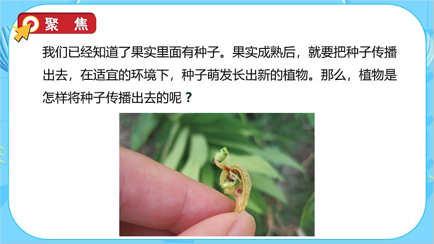 1.7 種子的傳播（教學課件）（教科版）第8頁
