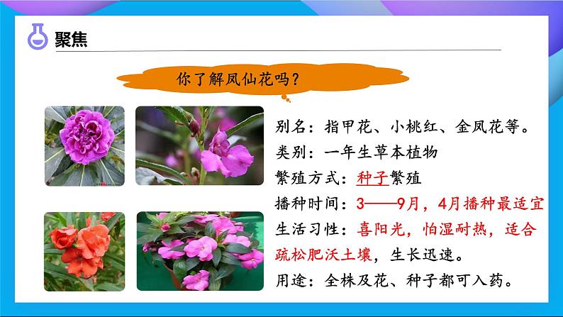 【备课无忧】教科版四下-1.2 种植凤仙花(课件)第5页