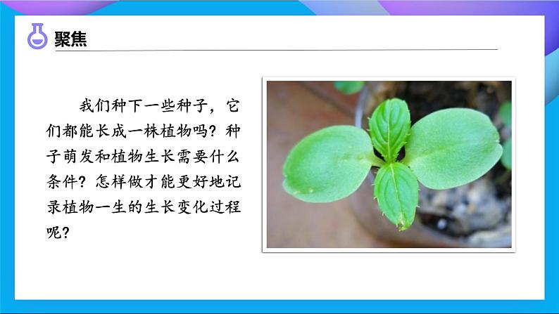 【备课无忧】教科版四下-1.2 种植凤仙花(课件)第6页
