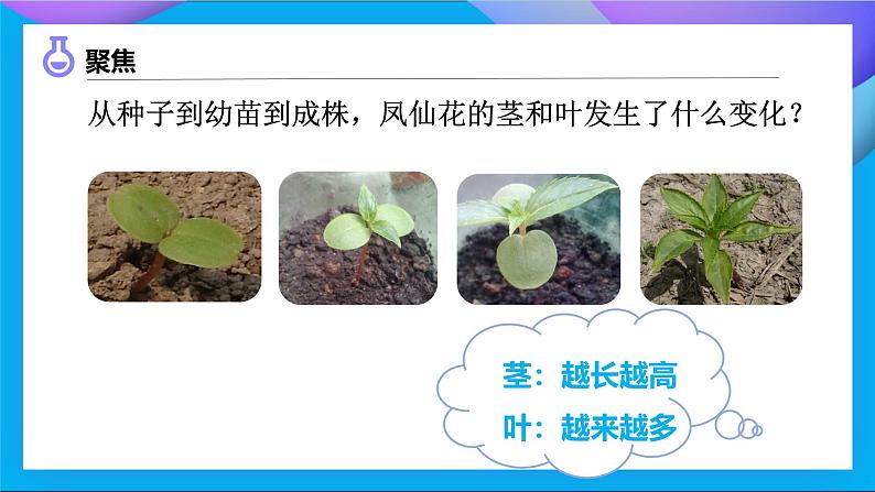 【备课无忧】教科版科学四下-1.4 茎和叶(课件)第5页