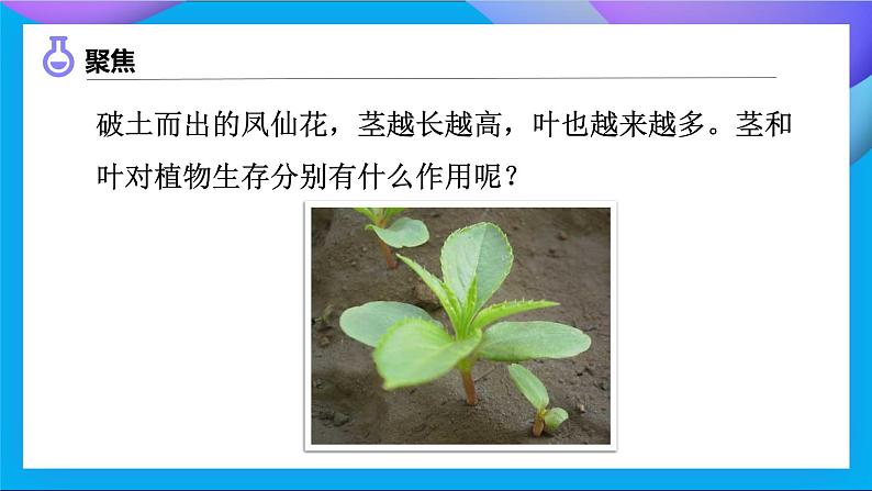 【备课无忧】教科版科学四下-1.4 茎和叶(课件)第6页