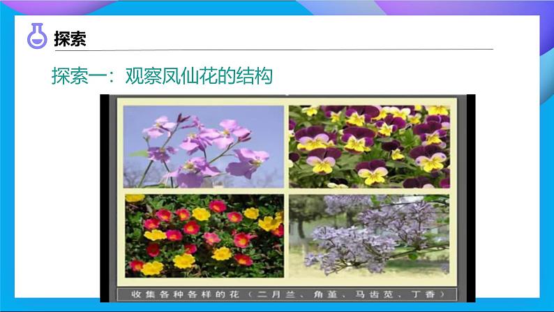 【备课无忧】教科版科学四下-1.5 凤仙花开花了(课件)第8页