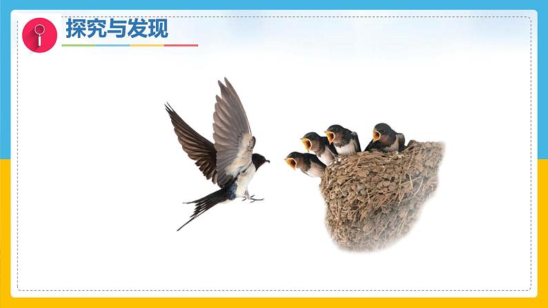 2《认识动物》(课件)科学一年级下册(冀人版2025春)第8页