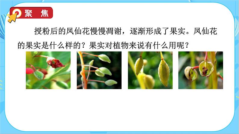 1.6 果实和种子(教学课件)(教科版)第8页