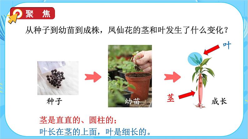 1.4 茎和叶(教学课件)(教科版)第8页