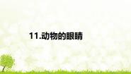 科学二年级上册1 动物的眼睛课文课件ppt