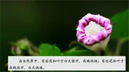 【核心素養(yǎng)】蘇教版科學五年級下冊 10《晝夜對植物的影響》課件PPT+教案