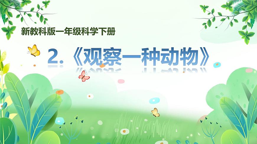 新教科版一年級下冊科學(xué)第二單元第2課《觀察一種動物》課件第1頁