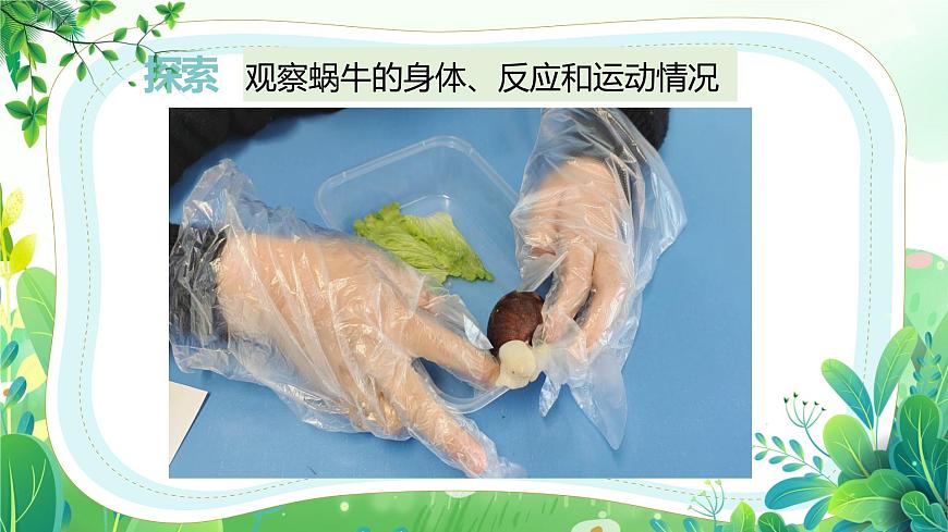 新教科版一年級下冊科學(xué)第二單元第2課《觀察一種動物》課件第4頁