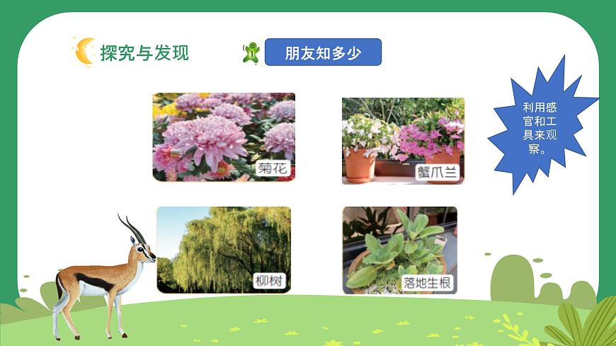 冀人版小學(xué)科學(xué)一年級(jí)下冊(cè) 《1.認(rèn)識(shí)植物》  課件第4頁(yè)