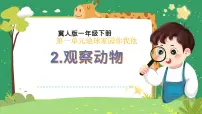 小学科学冀人版（2024）一年级下册（2024）第一单元 地球家园你我他2 认识动物评优课ppt课件