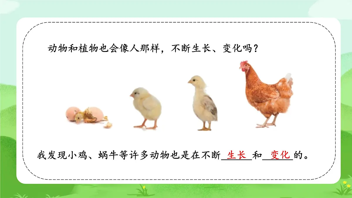 【核心素养】冀人版小学科学一年级下册 3 认识植物和动物 课件第8页