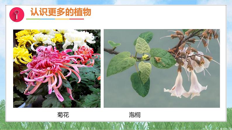 3-2《常见植物的特征》(课件)2024大象版科学一年级下册第5页