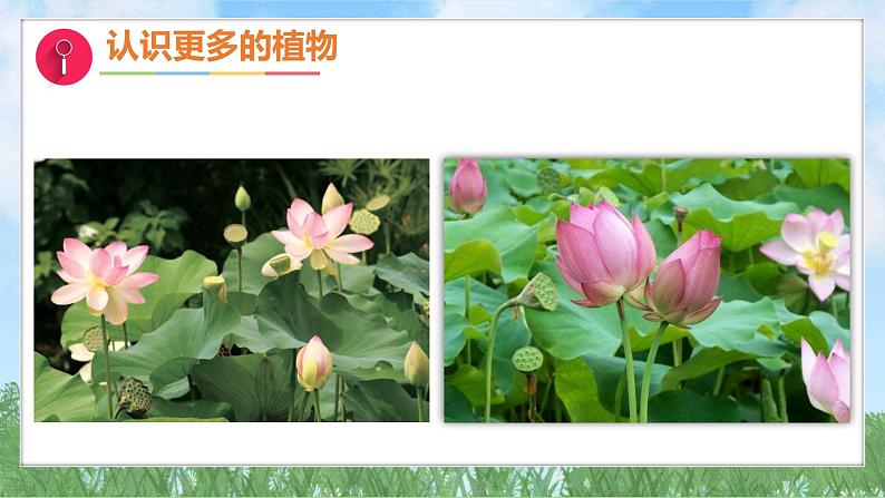 3-2《常见植物的特征》(课件)2024大象版科学一年级下册第6页