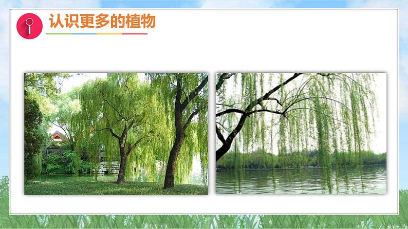 3-2《常见植物的特征》(课件)2024大象版科学一年级下册第7页