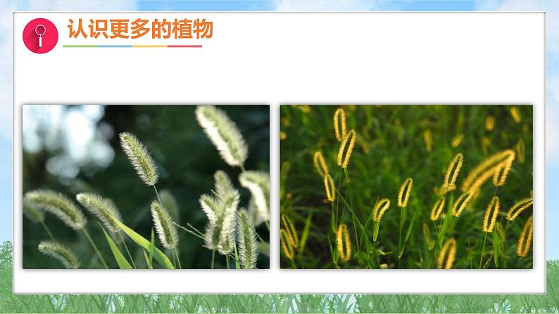 3-2《常见植物的特征》(课件)2024大象版科学一年级下册第8页