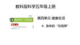 4.4《身體的“總指揮”》課件+教案（教科版科學(xué)五年級(jí)上冊(cè)）