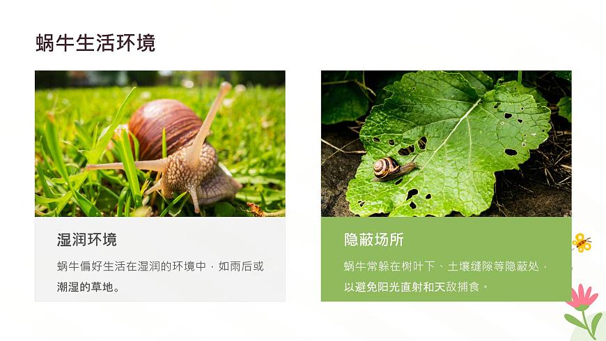 冀人版一年級科學(xué)下冊《給蝸牛建個小小的家》課件第8頁