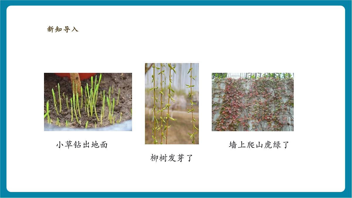 【大单元整体教学】2.4《各种各样的叶》课时课件第4页