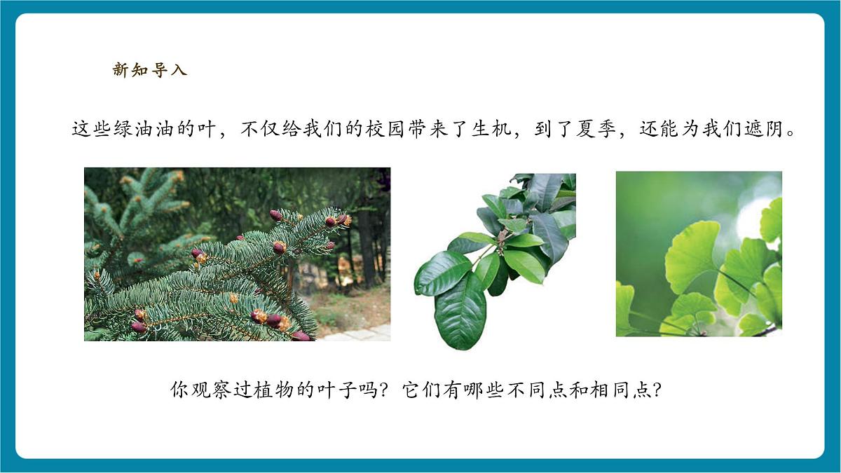 【大单元整体教学】2.4《各种各样的叶》课时课件第5页
