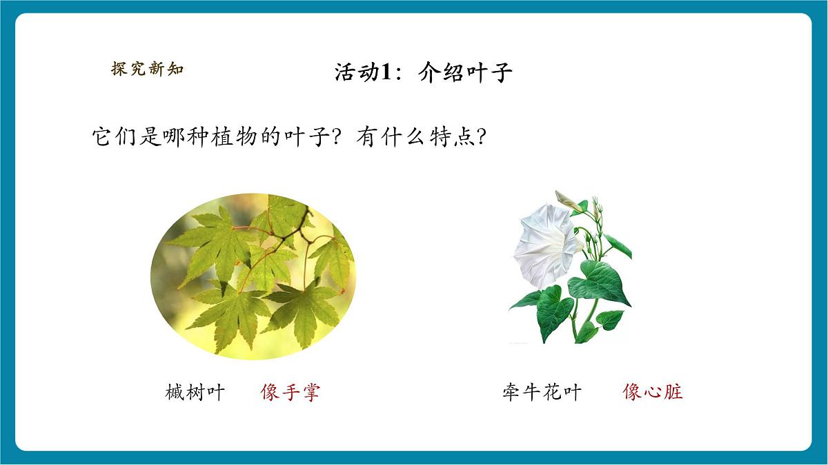 【大单元整体教学】2.4《各种各样的叶》课时课件第8页
