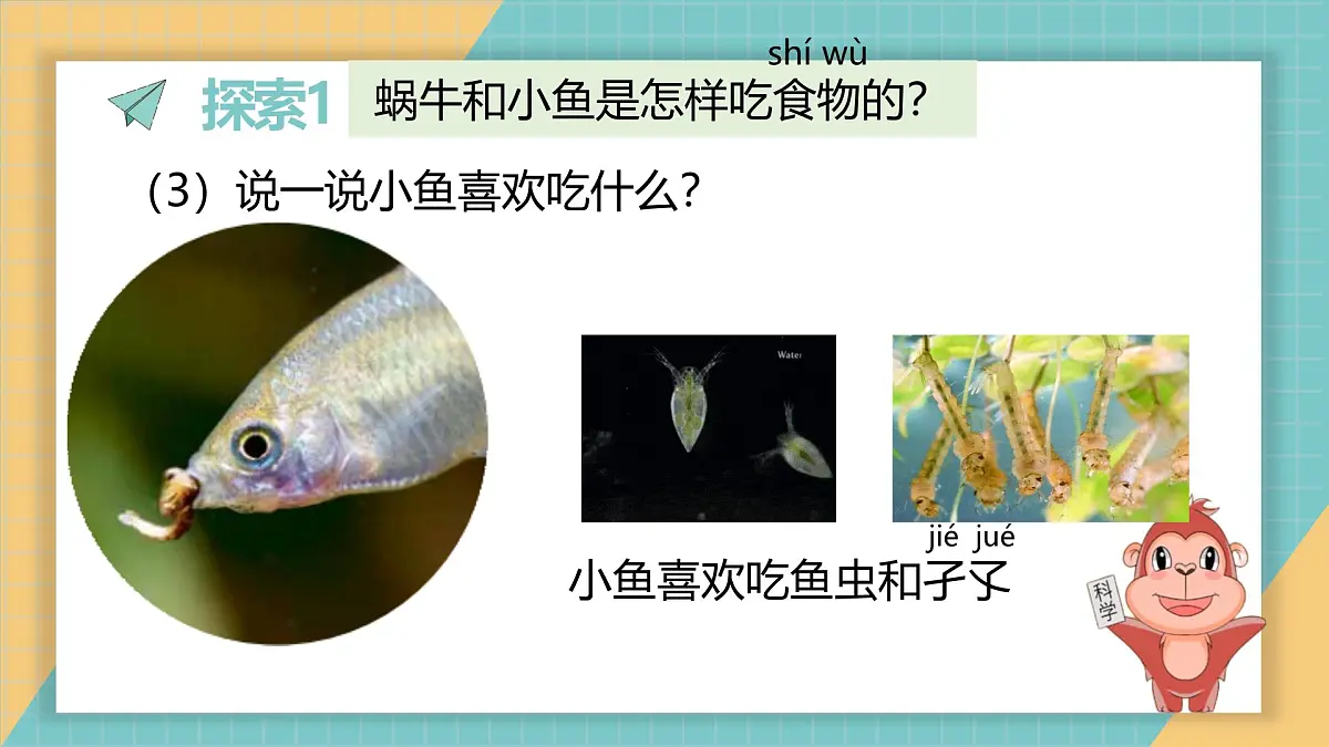 2024-2025学年教科版科学一年级下册 2.5《它们吃什么》课件第5页