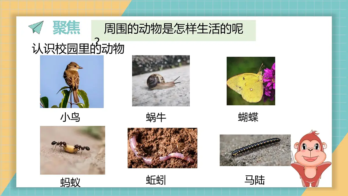2024-2025学年教科版科学一年级下册 2.1《我们周围的动物》课件第3页