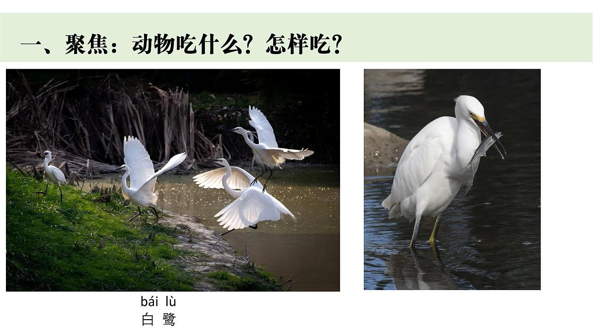 2024-2025学年教科版一年级下册教学课件 2-5《它们吃什么》第2页