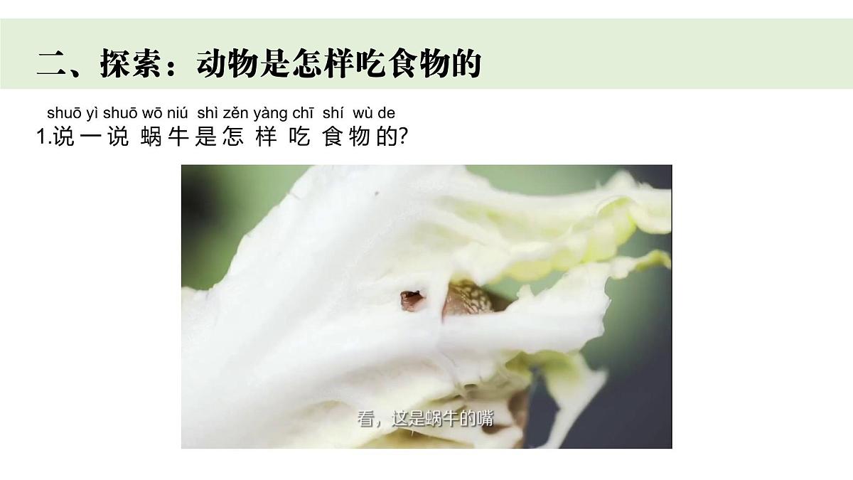2024-2025学年教科版一年级下册教学课件 2-5《它们吃什么》第3页