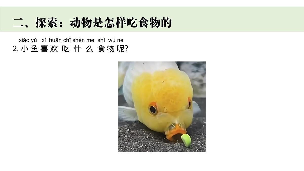 2024-2025学年教科版一年级下册教学课件 2-5《它们吃什么》第4页