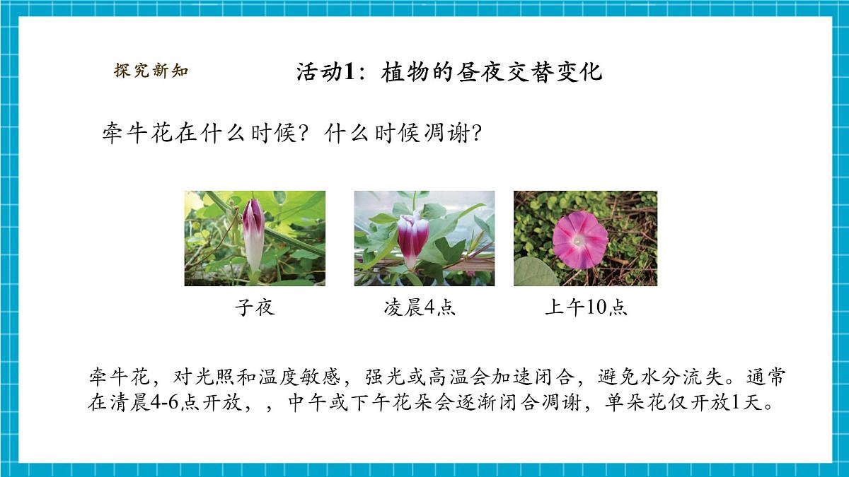 【大单元整体教学】3.10《昼夜对植物的影响》课时课件第7页