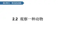 1.3觀察一種動(dòng)物 課件-2024-2025學(xué)年科學(xué)一年級(jí)下冊(cè)教科版