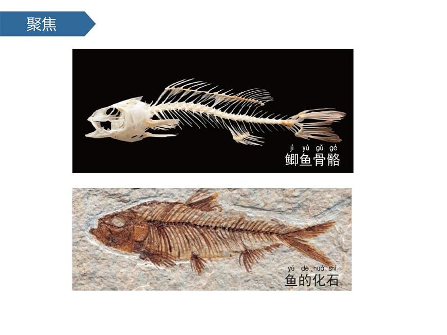 2.4水中的動物 課件-2024-2025學年科學一年級下冊教科版第6頁