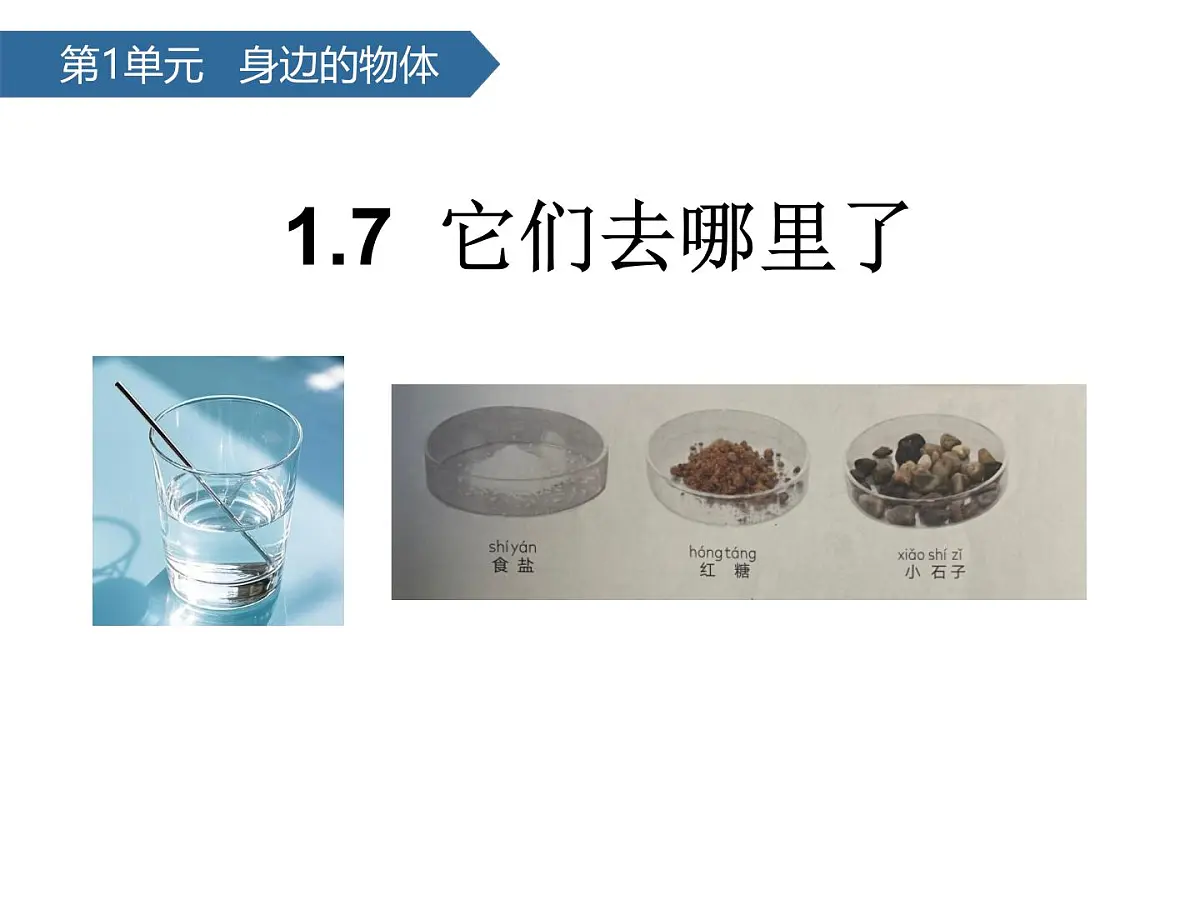 1.7它们去哪里了 课件-2024-2025学年科学一年级下册教科版第1页