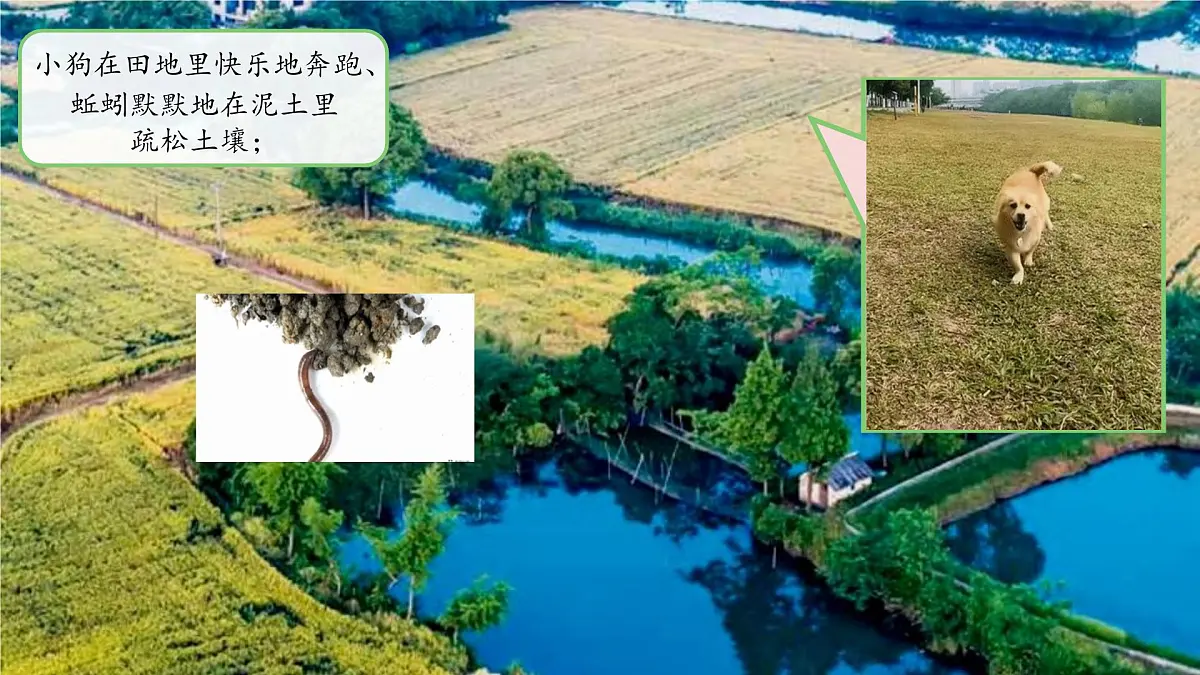 第6课 常见的动物 课件 2024-2025学年科学一年级下册粤教粤科版(2024)第3页