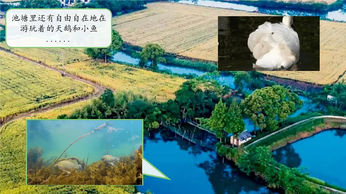 第6课 常见的动物 课件 2024-2025学年科学一年级下册粤教粤科版(2024)第4页