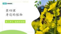 小学科学粤教粤科版（2024）一年级下册（2024）第4课 身边的植物课前预习课件ppt