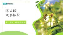 小学科学粤教粤科版（2024）一年级下册（2024）第5课 观察植物教课内容ppt课件