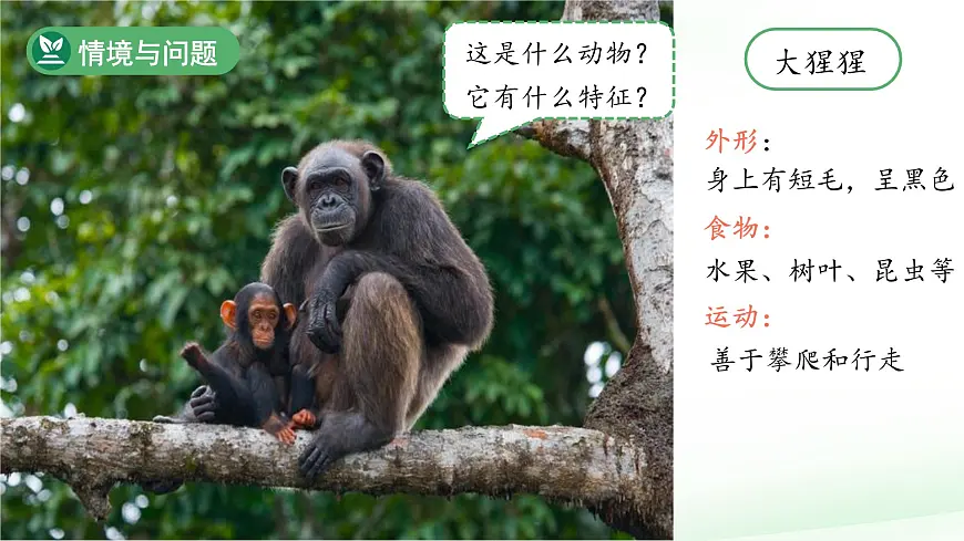 第3课 比较植物和动物 课件 科学冀人版(2024)一年级下册第2页