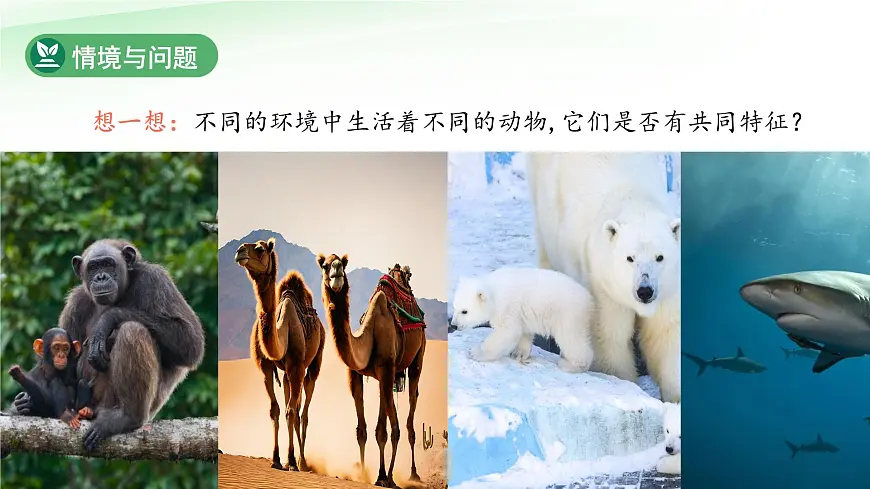 第3课 比较植物和动物 课件 科学冀人版(2024)一年级下册第6页