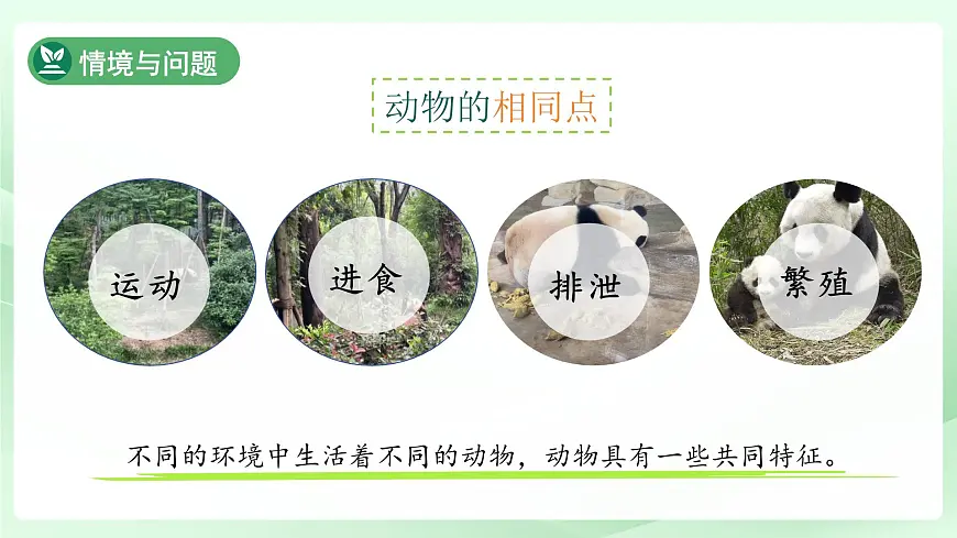 第3课 比较植物和动物 课件 科学冀人版(2024)一年级下册第7页