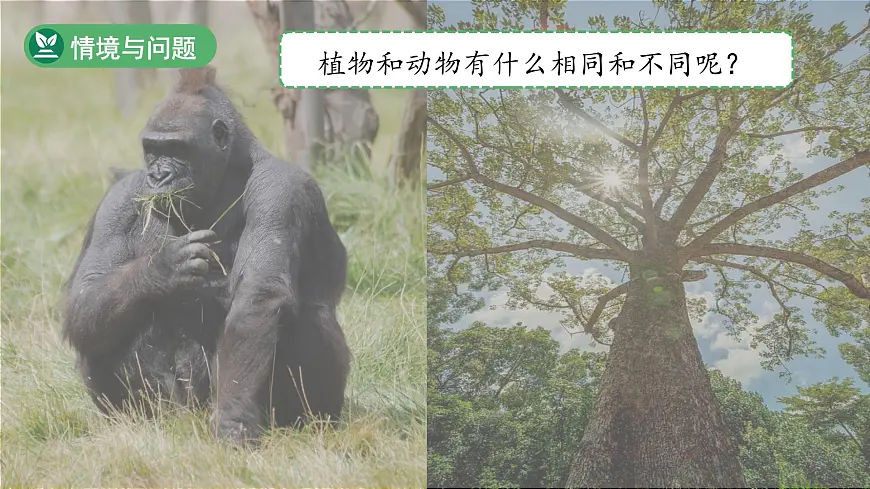 第3课 比较植物和动物 课件 科学冀人版(2024)一年级下册第8页