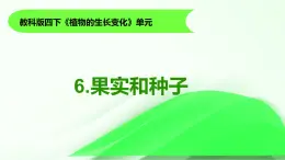 1.6《果實和種子》課件 教科版科學四年級下冊