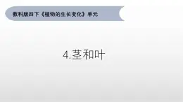 1.4《莖和葉》課件 教科版科學四年級下冊