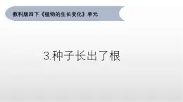 1.3《種子長出了根》課件 教科版科學四年級下冊