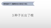 小学科学教科版（2024）四年级下册种子长出了根课前预习课件ppt