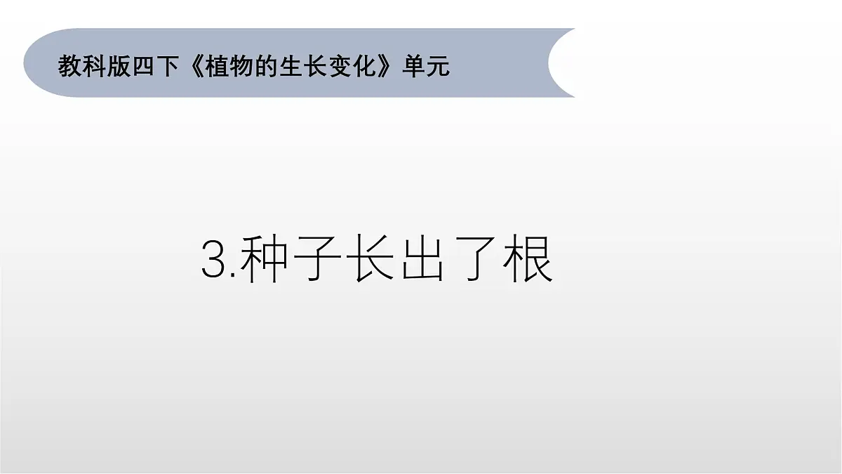 1.3《种子长出了根》课件 教科版科学四年级下册第1页